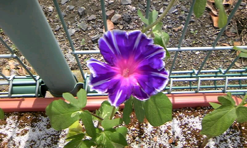 朝顔とマリーゴールドの花と 花壇づくりから始めるガーデニング第３号 第４号 かやのうち 蒼穹のトラベラー 関東 西日本の旅