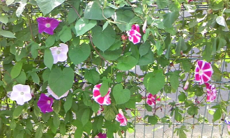 朝顔の観察 伸びすぎる西洋朝顔を 8月16日 月 かやのうち 蒼穹のトラベラー 関東 西日本の旅 朝顔の観察 伸びすぎる西洋朝顔を 8月16日 月 かやのうち 蒼穹のトラベラー 関東 西日本の旅