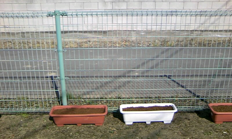 金魚草の苗の植え付けと 朝顔の種の植え付け かやのうち 蒼穹のトラベラー 関東 西日本の旅