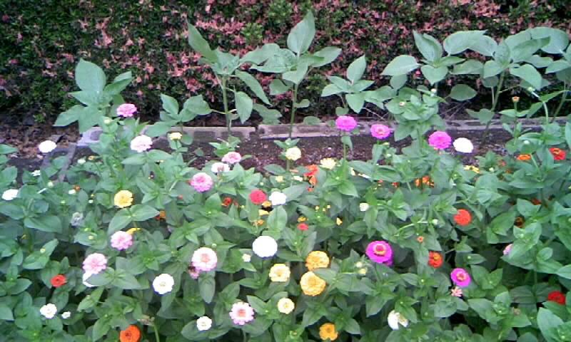 カラ梅雨と豪雨に ひまわり と 朝顔 かやのうち 蒼穹のトラベラー 関東 西日本の旅