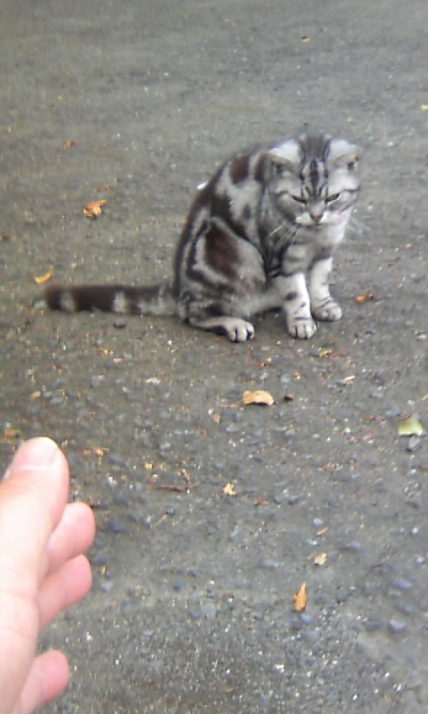 小山市城東地区 愛宕神社付近の猫 ２ かやのうち 蒼穹のトラベラー 関東 西日本の旅