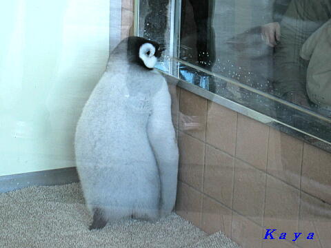 アドベンチャーワールド 8 赤ちゃんペンギン 白浜町 2011