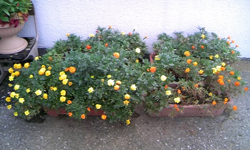 マリーゴールドと百日草の花と 種とり かやのうち 蒼穹のトラベラー 関東 西日本の旅