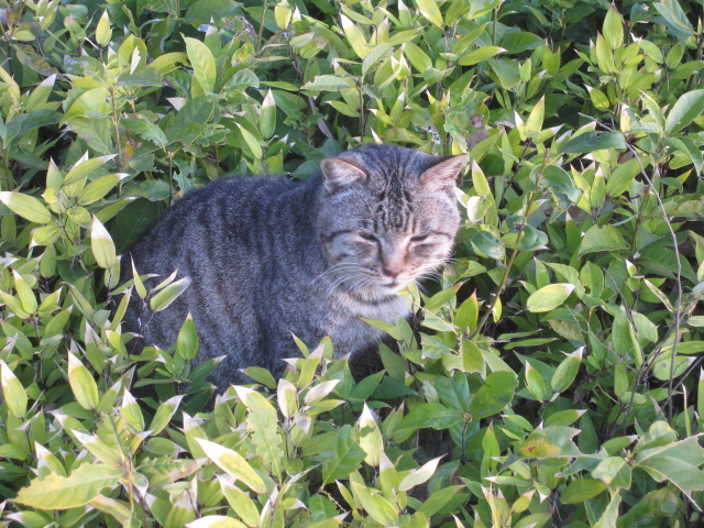 朝の姫路城と猫（２）ノッカル猫ちゃん☆近畿・東海の城めぐり旅・特別 
