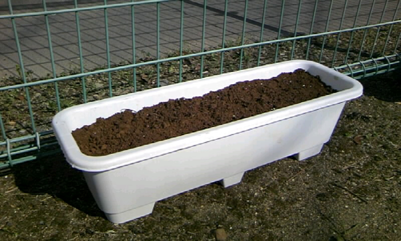 金魚草の苗の植え付けと 朝顔の種の植え付け かやのうち 蒼穹のトラベラー 関東 西日本の旅