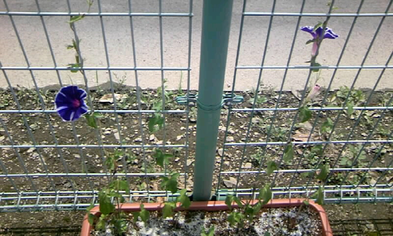 梅雨の晴れ間に伸び伸び 朝顔 と コスモス花壇のモグラ対策 かやのうち 蒼穹のトラベラー 関東 西日本の旅