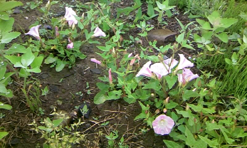 雨の中の散歩 雑草の中にも花が ヒルガオ タンポポ ノアザミ その他 かやのうち 蒼穹のトラベラー 関東 西日本の旅