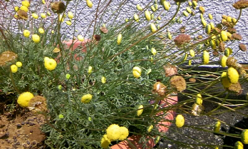 サフィニア 花ほたる 草花も雑草も育つ時期 かやのうち 蒼穹のトラベラー 関東 西日本の旅