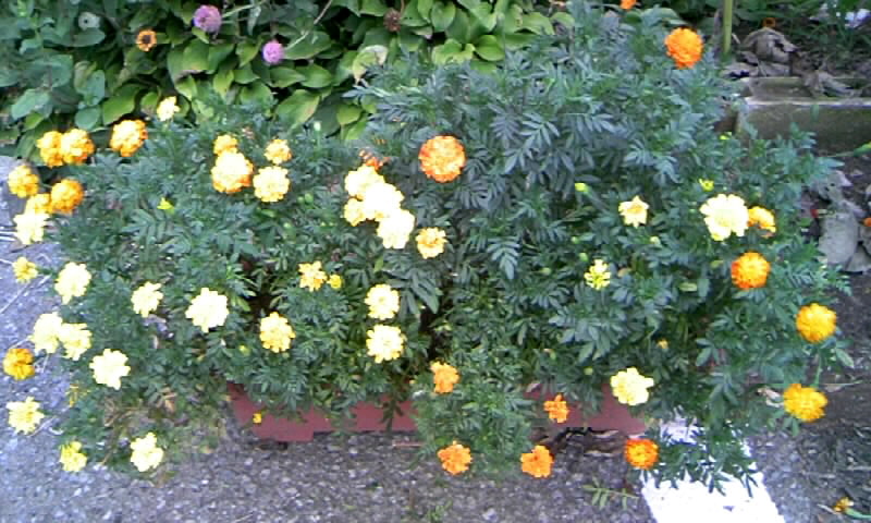 マリーゴールドと百日草の花と 種とり かやのうち 蒼穹のトラベラー 関東 西日本の旅 マリーゴールドと百日草の花と 種とり かやのうち 蒼穹のトラベラー 関東 西日本の旅