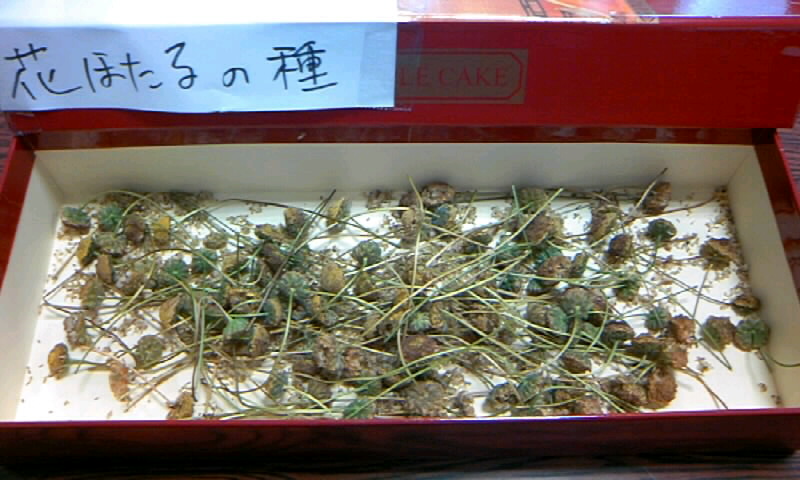 サフィニア 花ほたる 草花も雑草も育つ時期 かやのうち 蒼穹のトラベラー 関東 西日本の旅