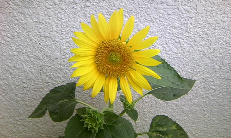 ミニヒマワリと 小人の森の音楽会とカエルたち かやのうち 蒼穹のトラベラー 関東 西日本の旅