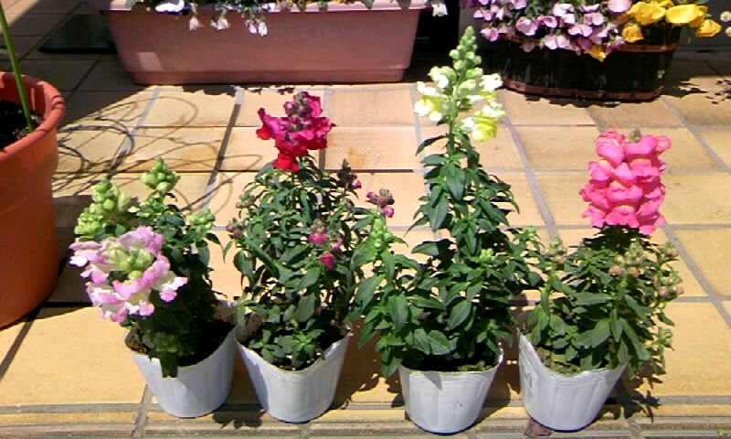 金魚草の苗の植え付けと 朝顔の種の植え付け かやのうち 蒼穹のトラベラー 関東 西日本の旅