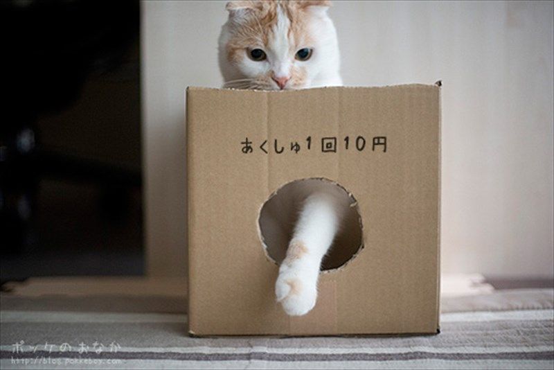 猫がマムシと喧嘩してマムシに勝つが マムシ撃退するよりお前の身が心配なんだよ にゃんマニア