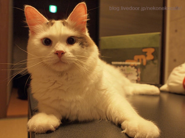 猫カフェ Nyanny 秋葉原店 猫への扉 猫カフェ Nyanny 秋葉原店 猫への扉