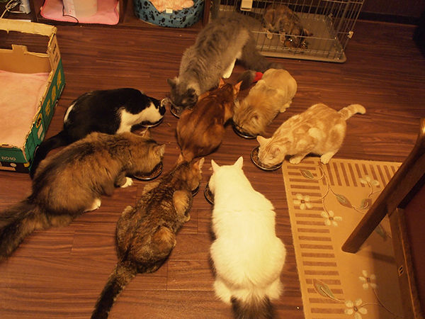 猫カフェ Nyanny 秋葉原店 猫への扉 猫カフェ Nyanny 秋葉原店 猫への扉