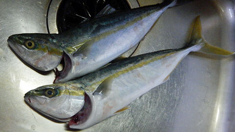 今年の青物は １１月２７日 七里御浜 釣り三昧 猫三昧