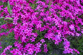 DSC01511