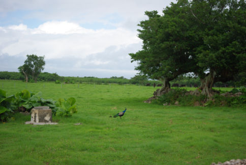 IMGP7016