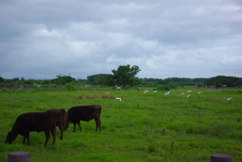 IMGP7005