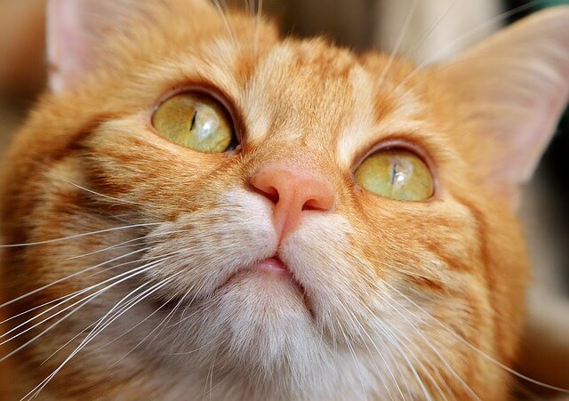 にゃんこの目ヤニ撃退ブログ : 猫の目やににおすすめなサプリ!人気