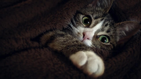 にゃんこの目ヤニ撃退ブログ 猫の目やにの取り方 傷つけてしまうngな行動とは にゃんこの目ヤニ撃退ブログ 猫の目やにの取り方 傷つけてしまうngな行動とは