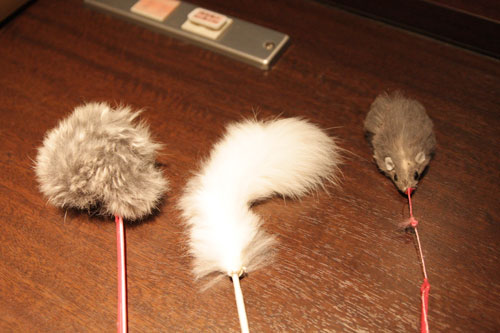 299限定 危険な猫おもちゃ ネコキャバではない 299限定 危険な猫おもちゃ ネコキャバではない