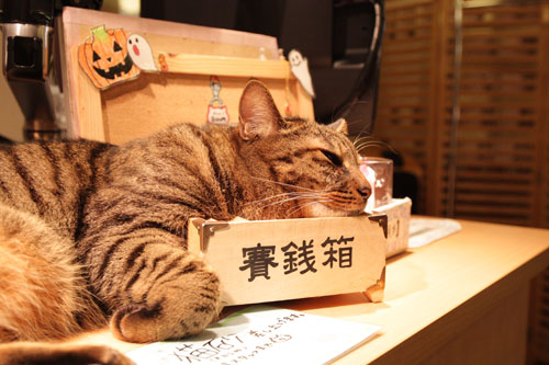 猫カフェの歴史をまとめようかと 叩き台完成 ネコキャバではない