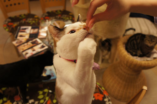 猫カフェをやりたいという方へ ネコキャバではない 猫カフェをやりたいという方へ ネコキャバではない