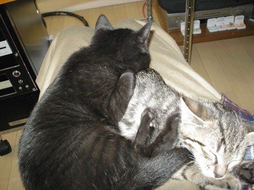 猫と仲良くなる方法2 ネコキャバではない 猫と仲良くなる方法2 ネコキャバではない