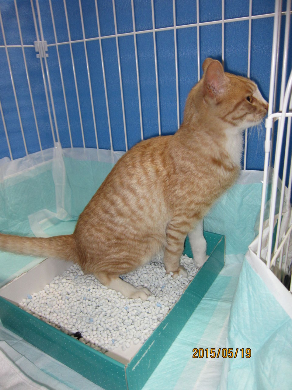 虐待 そして我が家へ 猫のしっぽ 虐待 そして我が家へ 猫のしっぽ