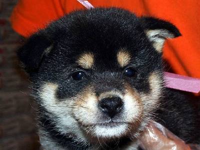 まろ 笑えるかわいいまゆげ犬 2chまとめ速報 2chまとめ速報