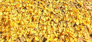 IMG_20251124_083844~3