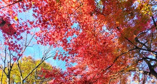 IMG_20251124_084042~3