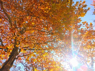 IMG_20251124_082934~2