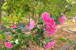 IMG_20251124_091151~2