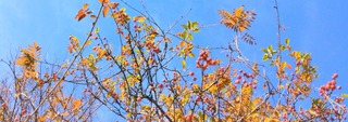 IMG_20251124_090334
