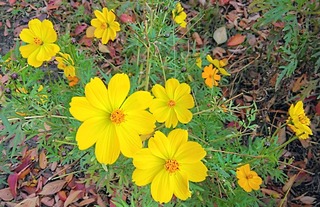 IMG_20251124_081305~3