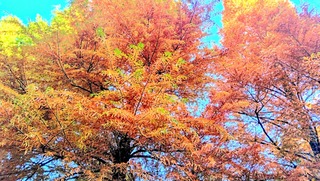 IMG_20251124_082612~3