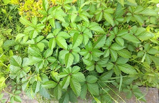 IMG_20240512_102650~2