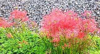 IMG_20251008_145328~2