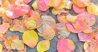 IMG_20251124_090135~3