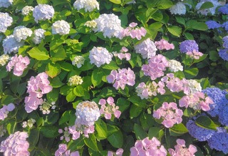 IMG_20260613_155107~4