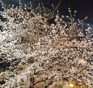 IMG_20250405_034717~3