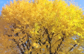 IMG_20251124_083315