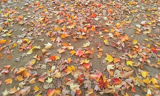 IMG_20251124_083447~2