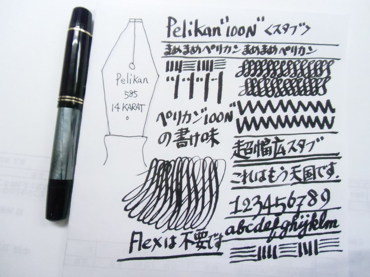 PELIKAN PELIKAN