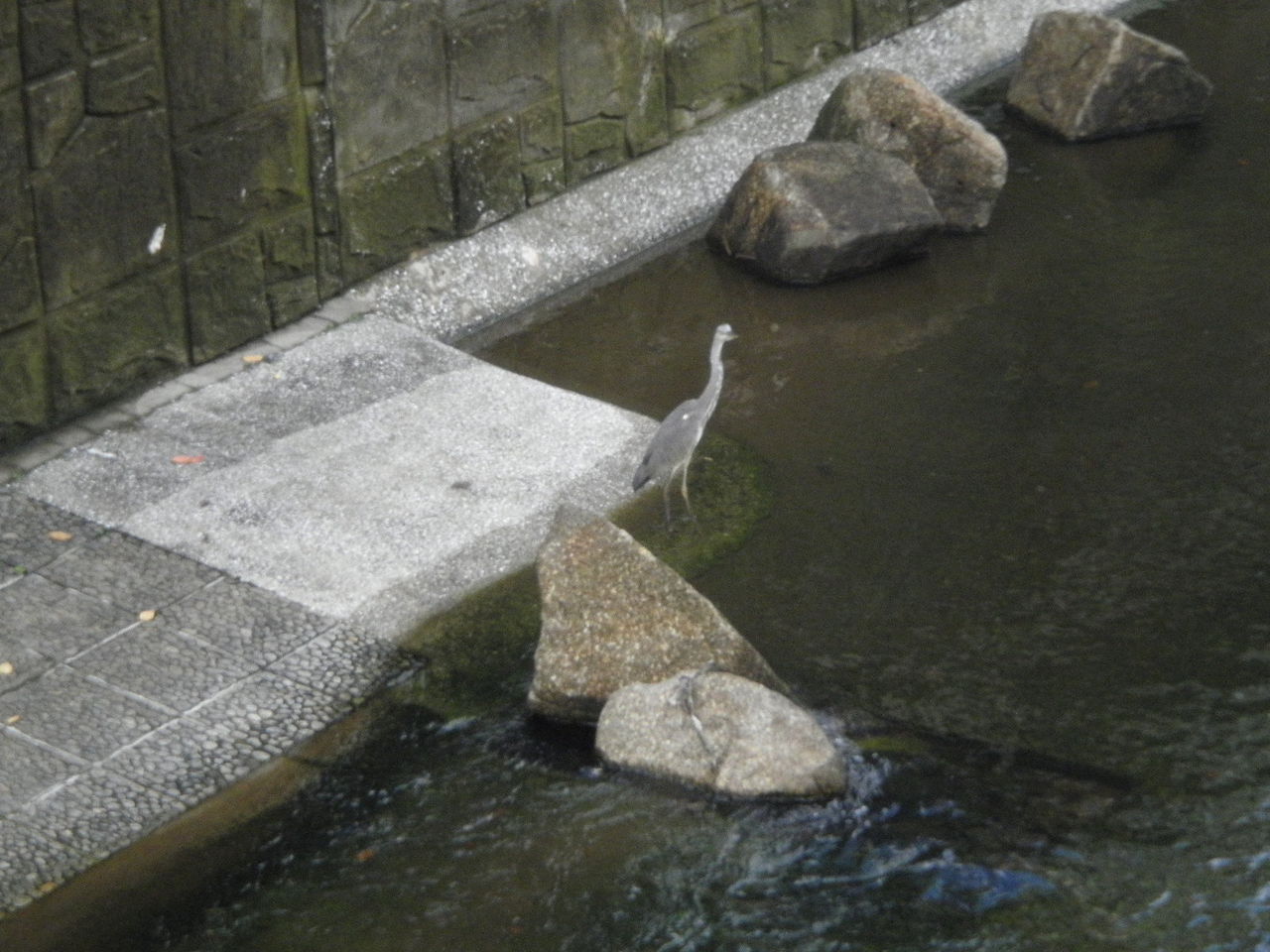 呑川 の 本村橋 に異変が 万年筆おやじの備忘録