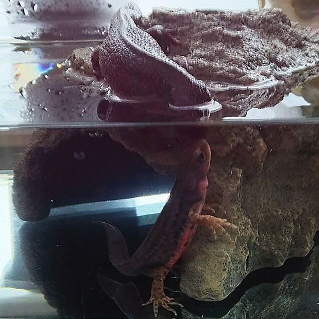 アカハライモリちゃんのキモチを聴く W みんとふるがーでん El Tercio アカハライモリちゃんのキモチを聴く W みんとふるがーでん El Tercio