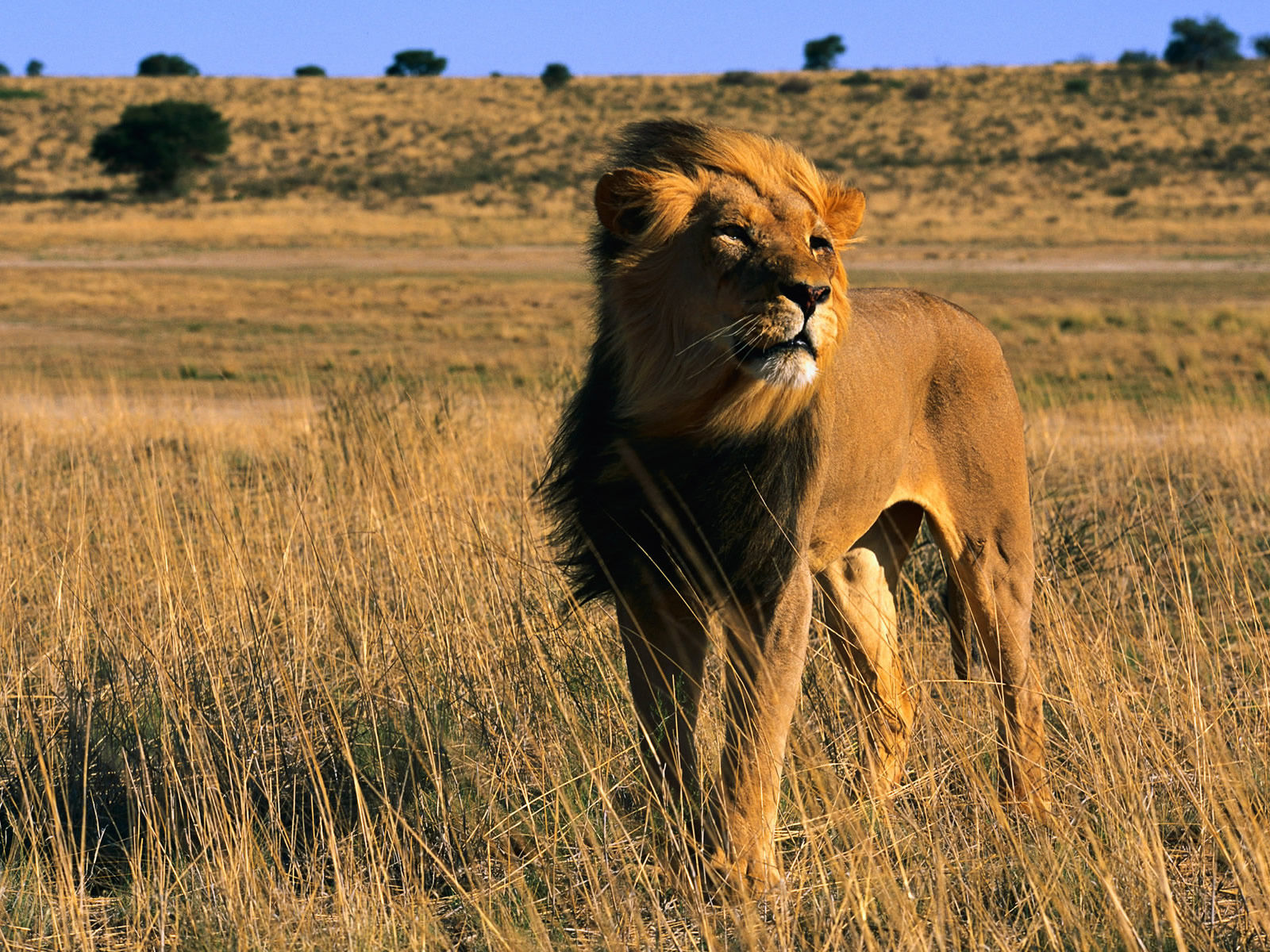 百獣の王ライオンの画像ください ねこ速