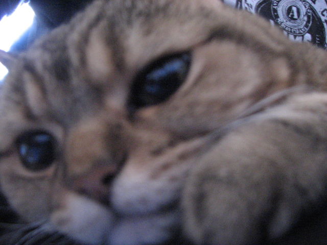 猫が膝の上で寝てて動けないwwwwwwwwwww ねこ速 猫が膝の上で寝てて動けないwwwwwwwwwww ねこ速